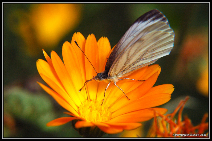 Винный бражник – образ жизни редких бабочек и гусениц