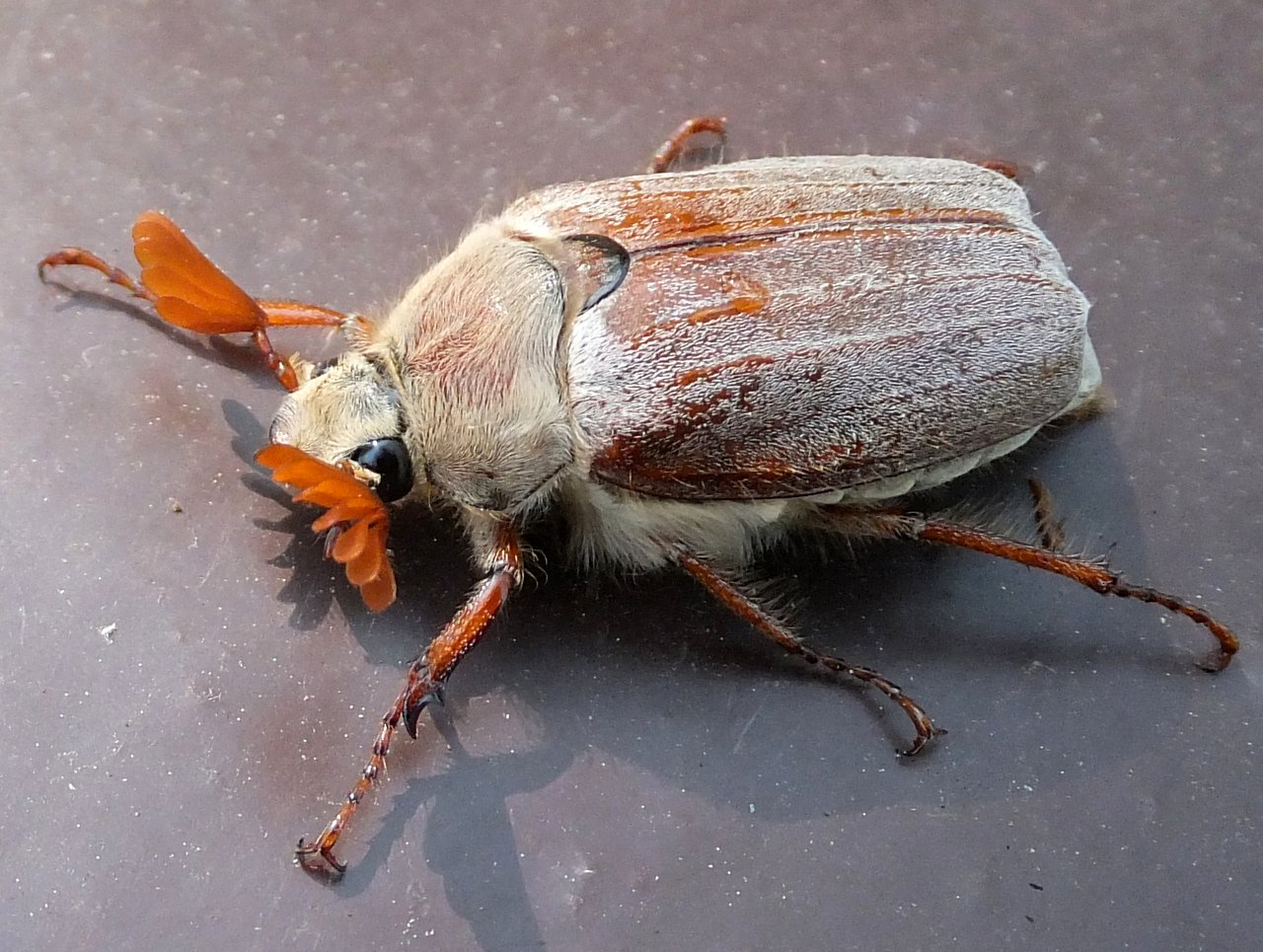 Хрущ, или майский жук — как бороться с вредителем?