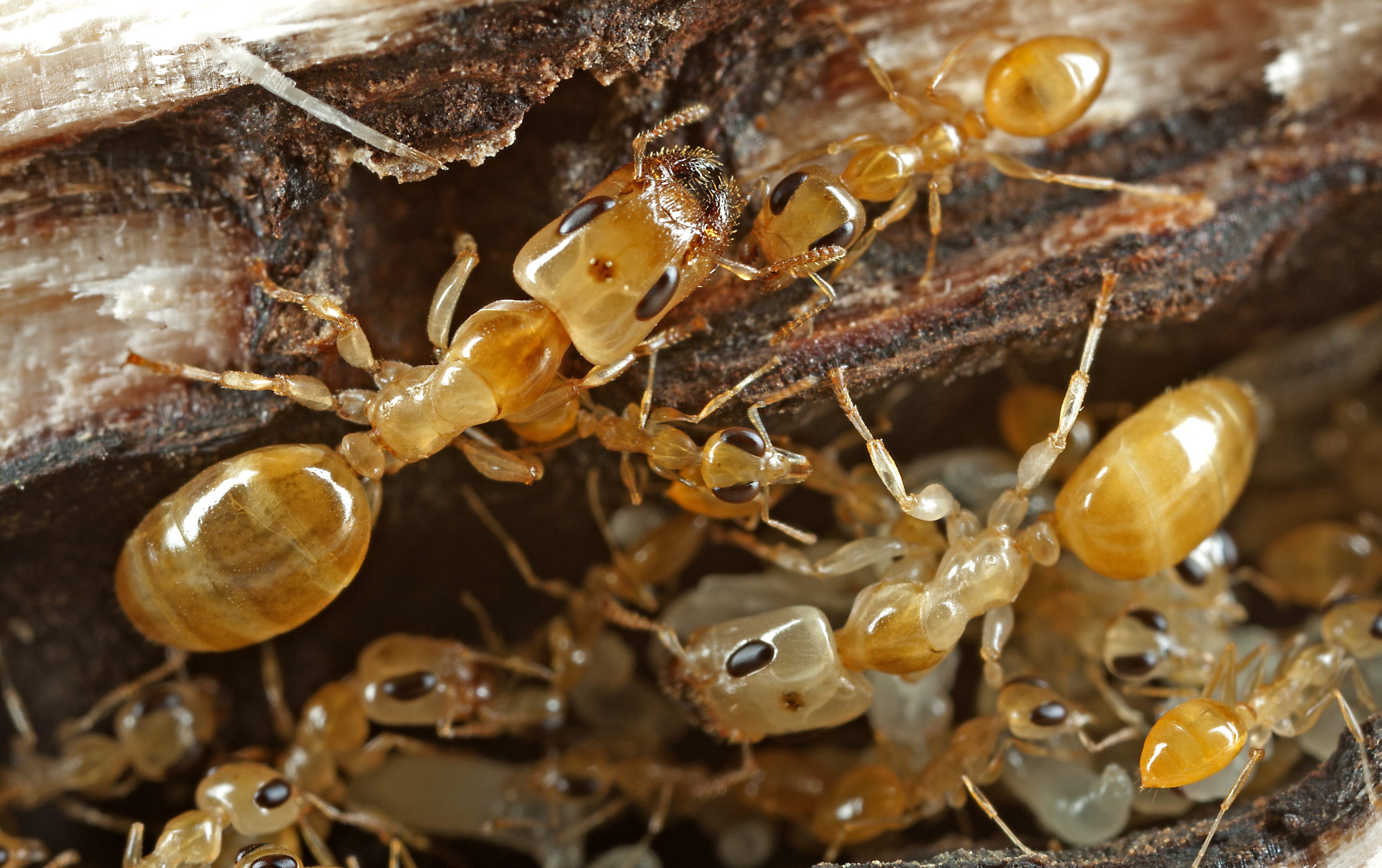 Как избавиться от муравьев в частном доме: самый простой способ