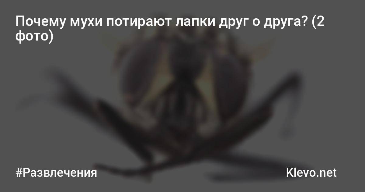Иногда муха — знак удачи: что предвещают приметы, если муха села на человека
