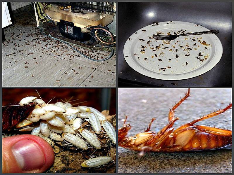 Самые эффективные способы избавиться от тараканов в общежитии, отзывы и советы