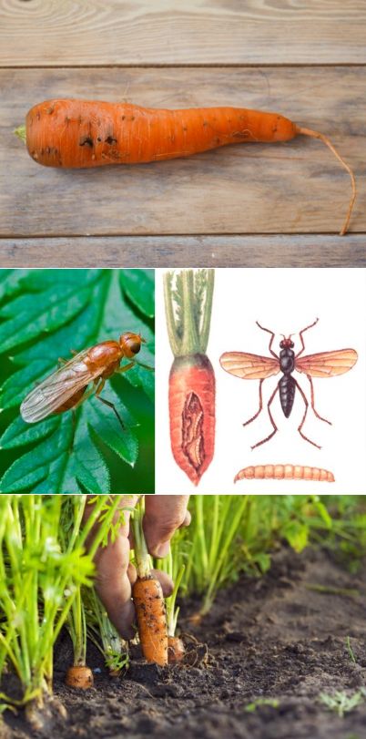 Морковная муха – как с ней бороться (препараты, народные средства)