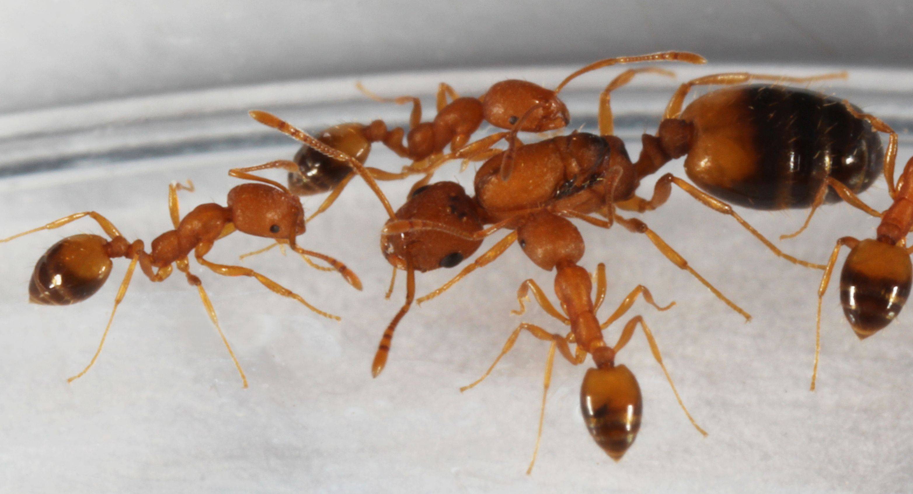 Как избавиться от фараоновых муравьев в квартире