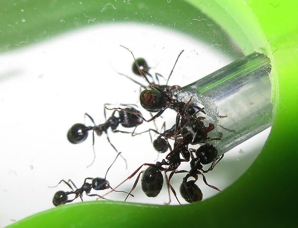 Маленькие труженики: какую пользу приносят муравьи. муравей – защитник леса, сада и здоровья человека
