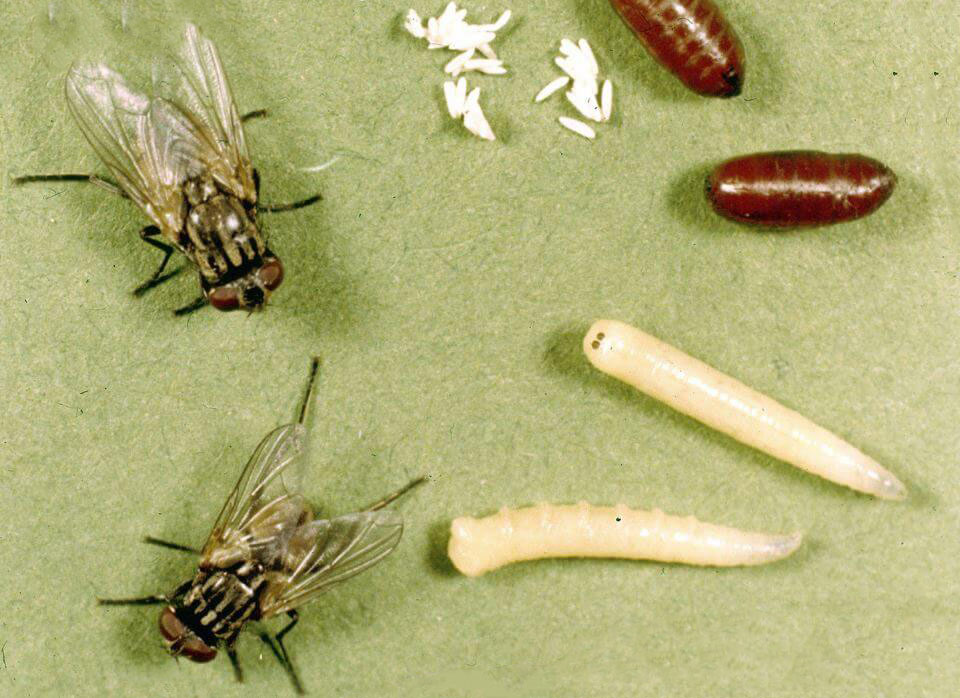 Сколько живут мухи. жизненный цикл мух.