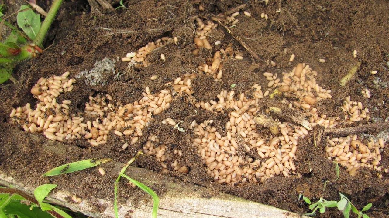 Садовые муравьи вред и польза