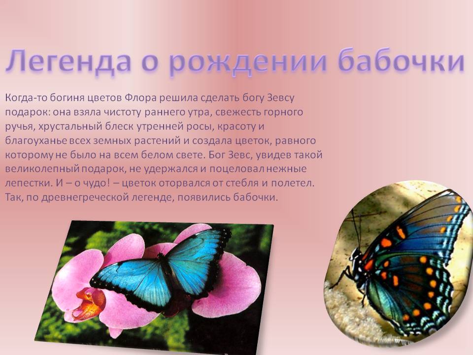 ​50 самых интересных фактов о бабочках — общенет