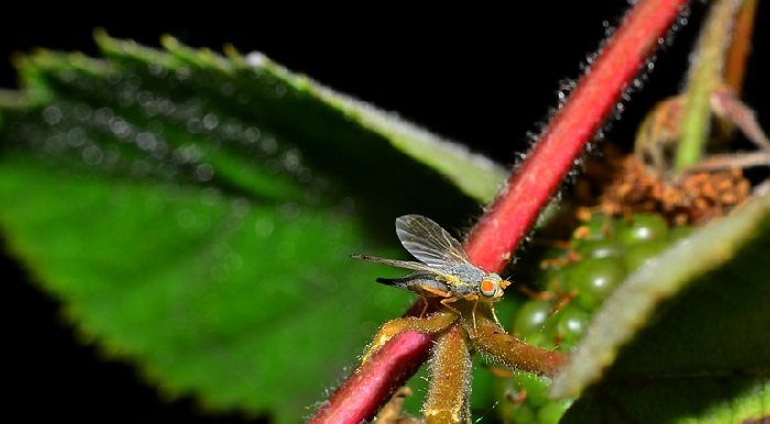 Малиновая муха и борьба с ней
