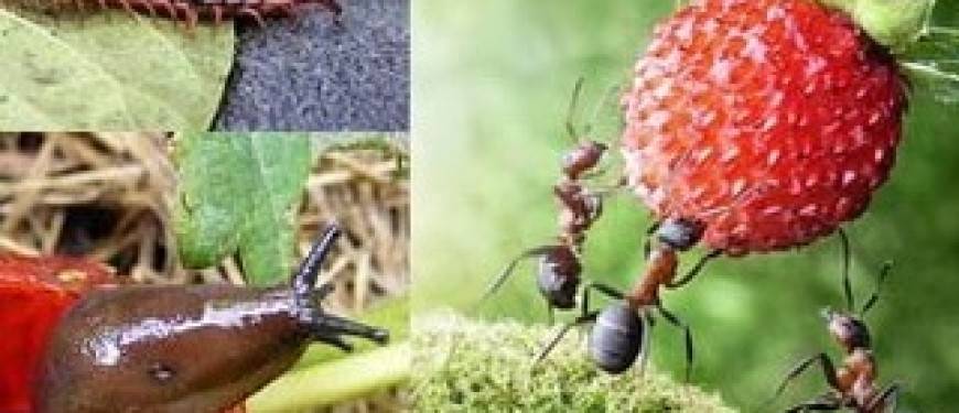 Как избавиться от муравьев на клубнике, способы бороться народными средствами