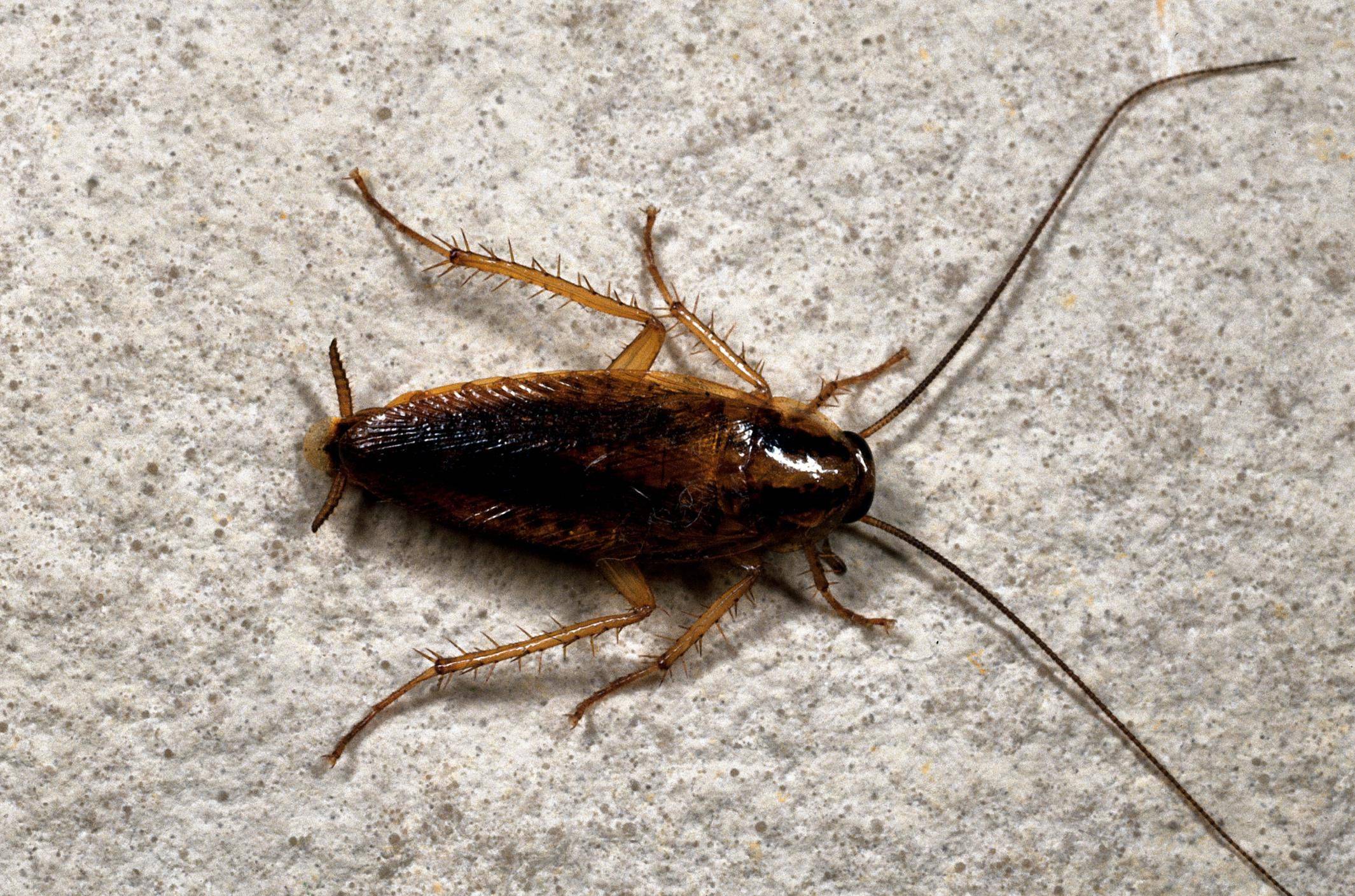 Виды тараканов с фото и описанием: черные, рыжие, белые