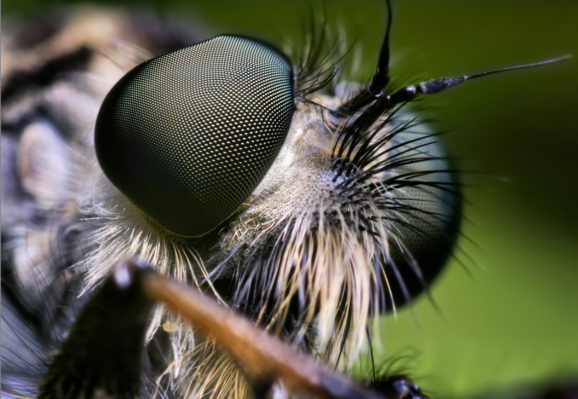 Сколько глаз у мухи, как видит муха
