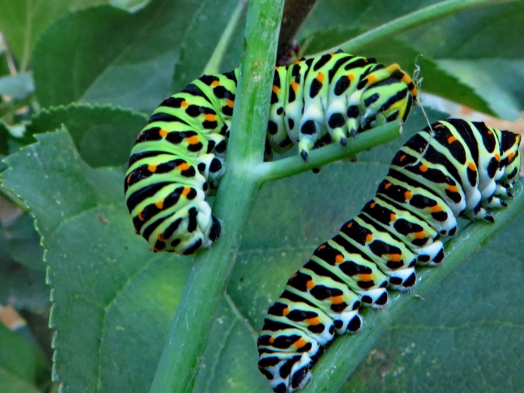 До и после: 19 необыкновенных превращений гусениц в прекрасных бабочек и мотыльков
