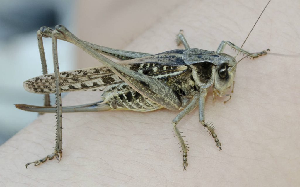 Саранча фото насекомое: описание, виды, чем питается, размножение, отличия от кузнечика, методы борьбы и защиты угодий