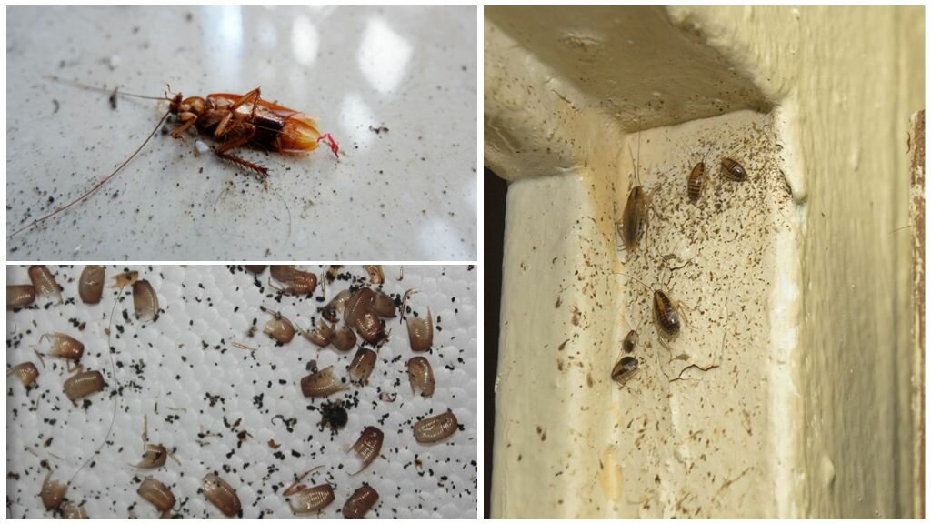 Что делать, если появились тараканы в квартире