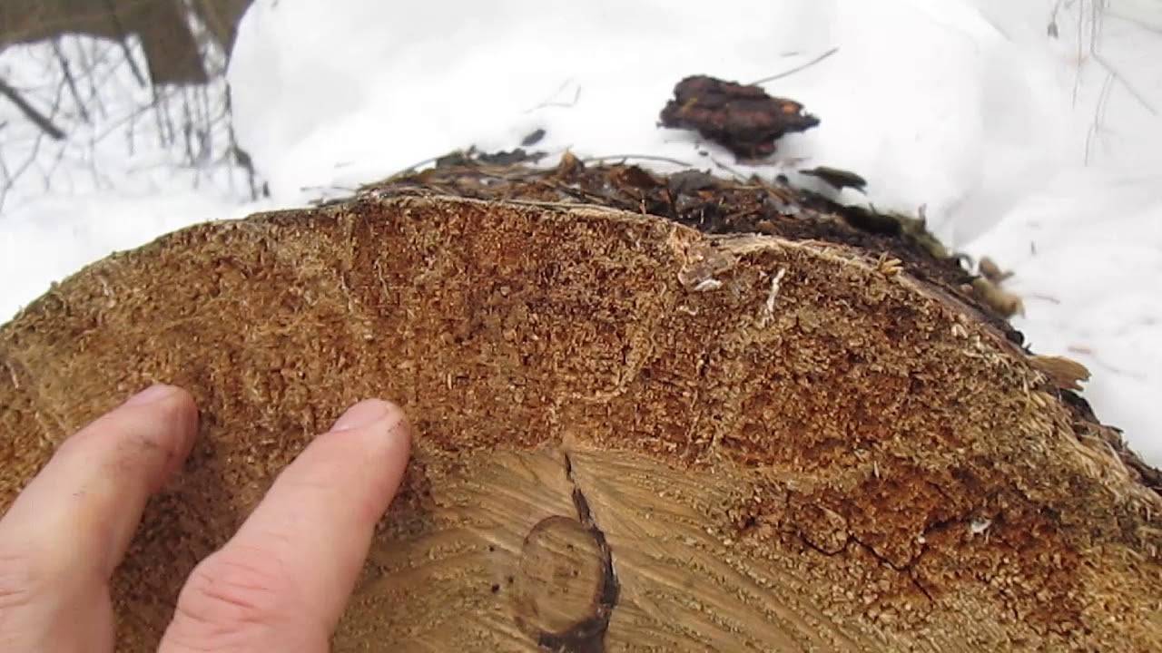 Как избавиться жука короеда в деревянном доме: лучшие работающие методики