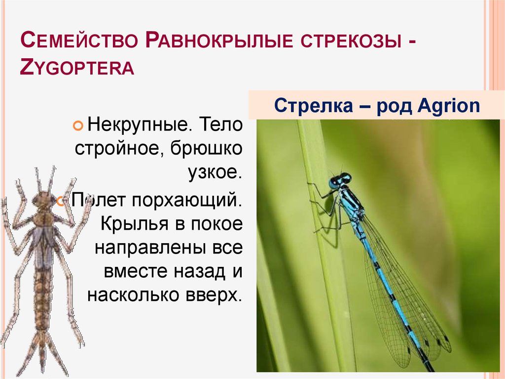 Стрекоза решетчатая: описание внешнего вида и образа жизни амфибиотических насекомых