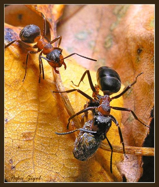 Черный муравей-древоточец (camponotus vagus): вредитель ли он?