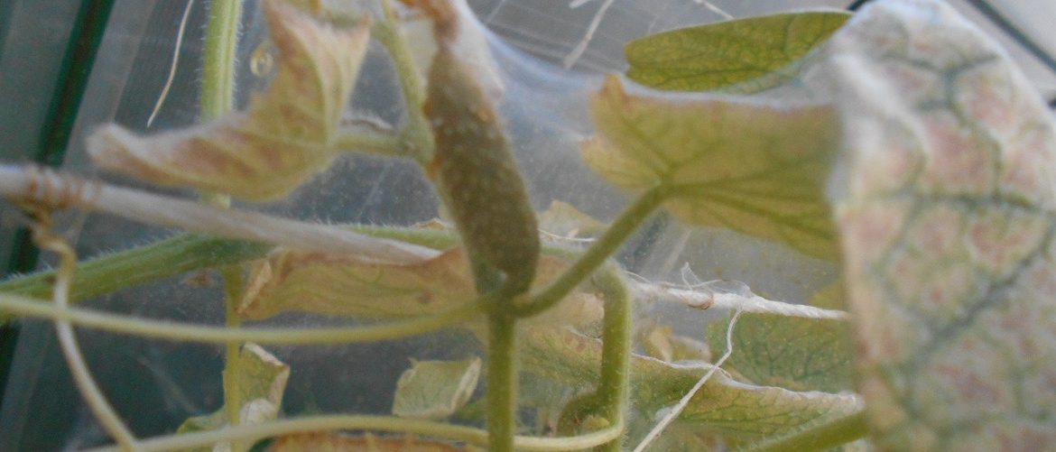 Как избавиться от паутинного клеща на рассаде помидор народными и химическими средствами