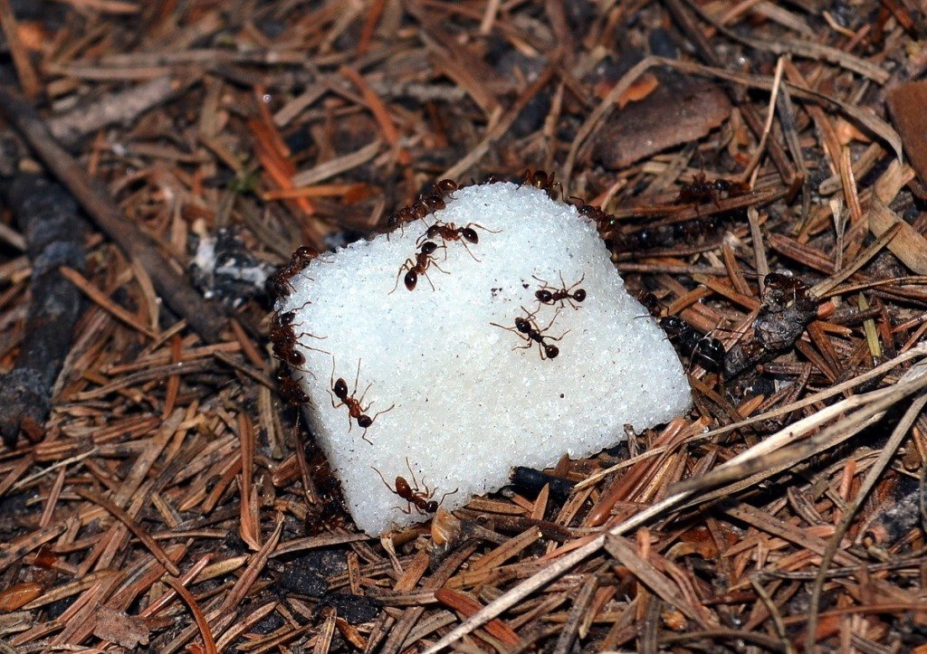 Муравьи в доме – как избавиться от муравьев в доме