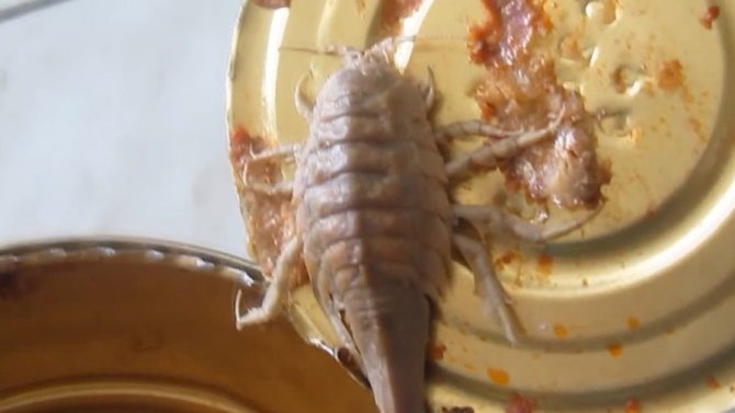 15 фактов о тараканах, которым вы не захотите поверить. фото — ботаничка