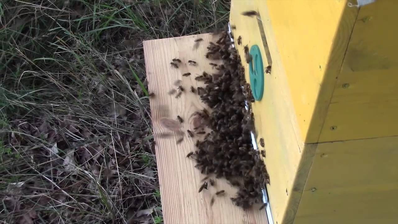 Избавляемся от муравьев в улье на пасеке. описание с фото и видео