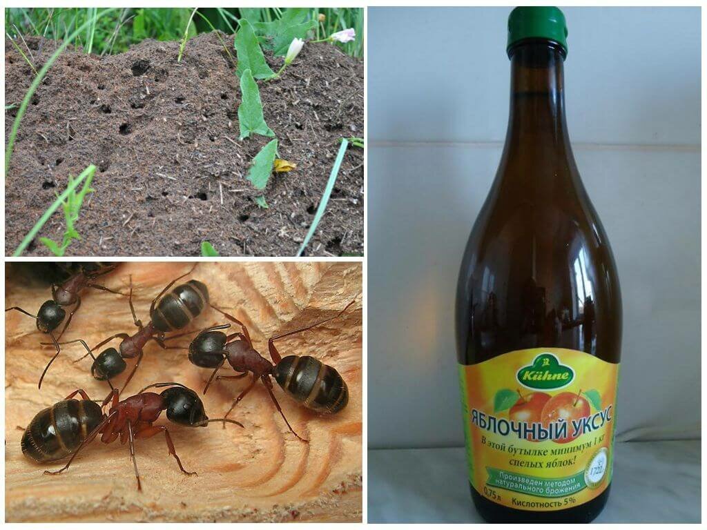 Избавиться от муравьев: что полезного можно сделать в саду с уксусом