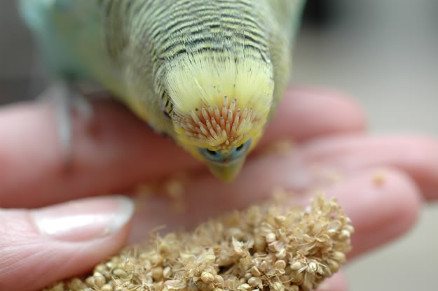 Блохи у волнистых попугаев: причины появления, способы лечения и меры профилактики