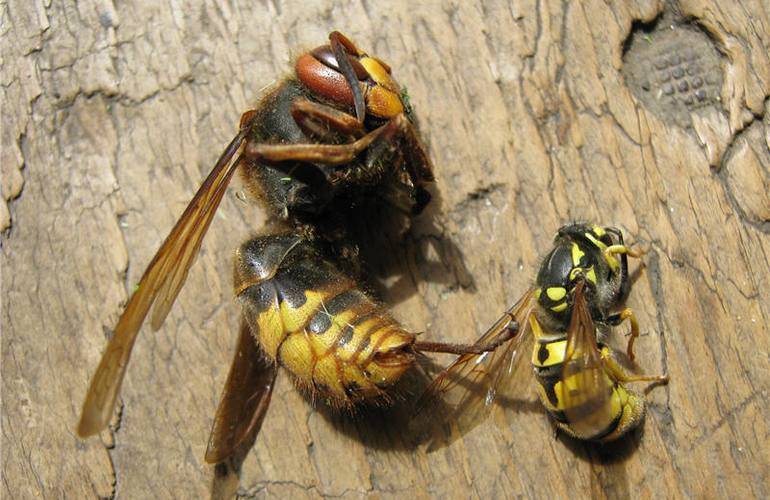 Шершень обыкновенный – факты о насекомом, которые стоит знать