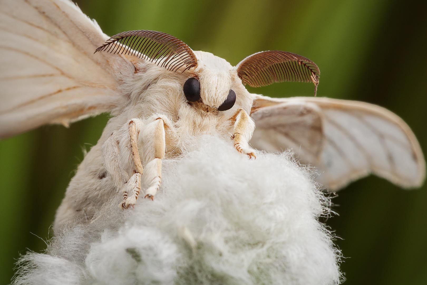 Тутовый шелкопряд насекомое. описание, особенности, виды и среда обитания шелкопряда