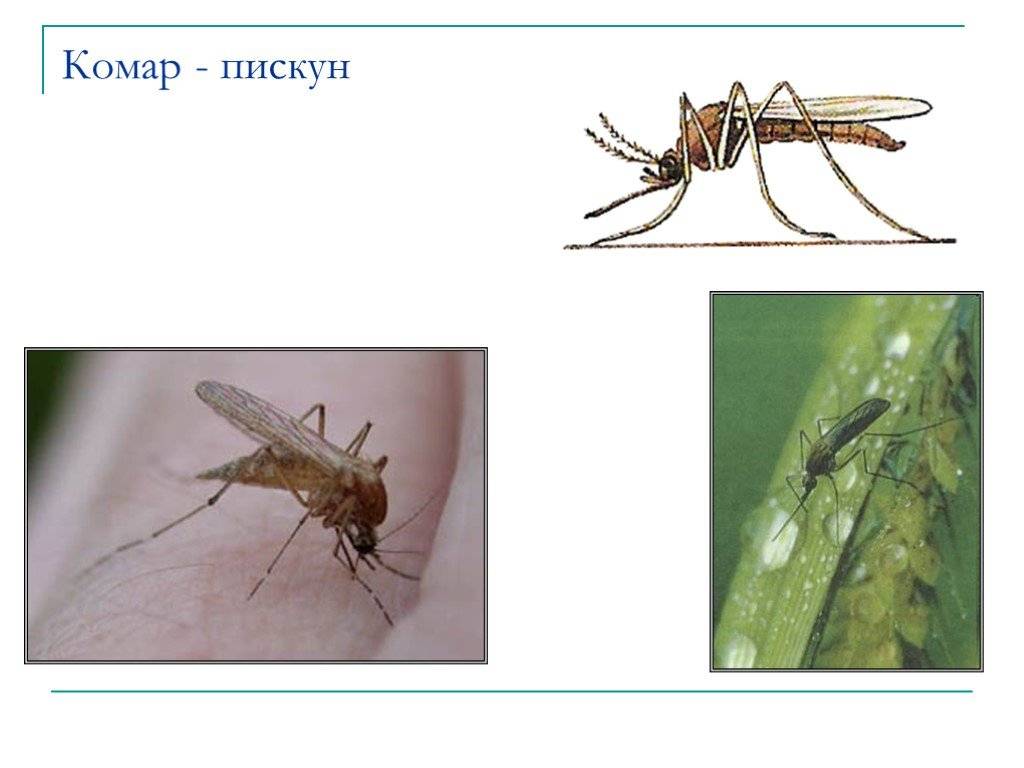 Комар пискун – разносчик болезней и нарушитель спокойствия