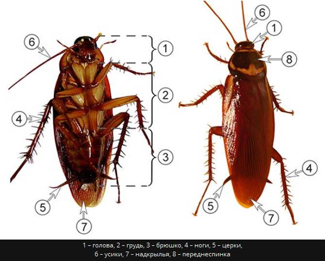 Как быстро вывести тараканов в домашних условиях из квартиры?