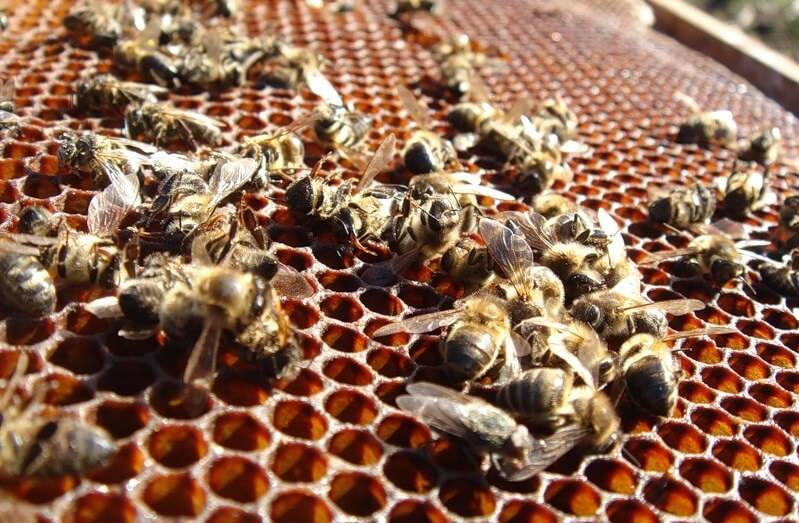 Карпатская пчела – миролюбивое насекомое на вашей пасеке
