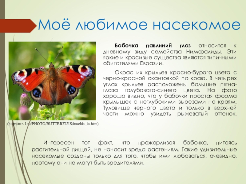 ᐉ описание бабочки дневной павлиний глаз: среда обитания и жизненный цикл насекомого, его фото - zoovet24.ru