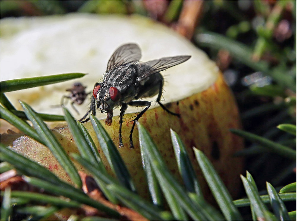 Вольфартова муха: фото и описание