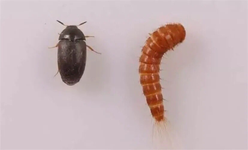 Как избавиться от жуков кожеедов и их личинок в квартире