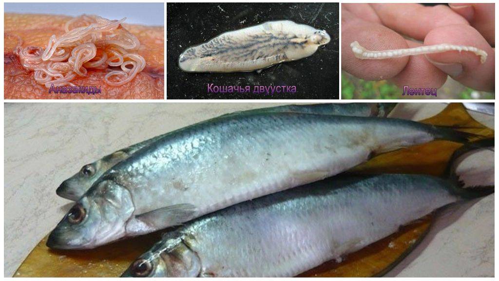 Черви в рыбе: как выглядят и чем опасны для человека