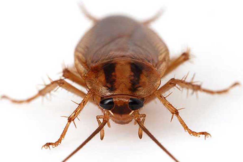 Кусаются ли домашние тараканы: фото укусов на теле человека