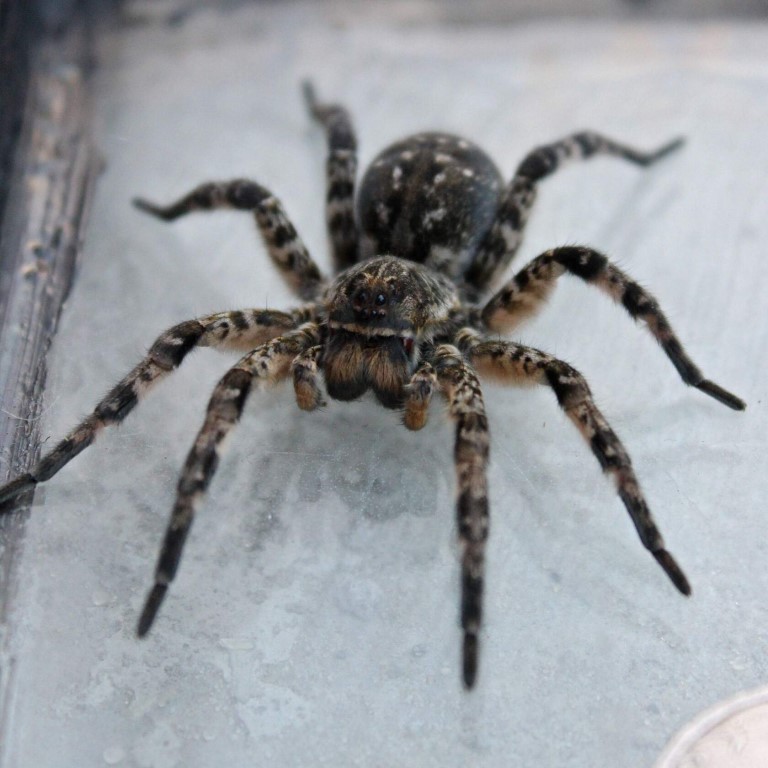 Южнорусский тарантул (мизгирь) – фото, описание, ареал, питание, содержание