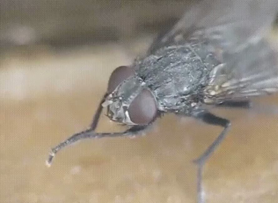 Что делают мухи когда потирают лапки. почему мухи потирают лапки. что будет, если обезжирить лапки мухи