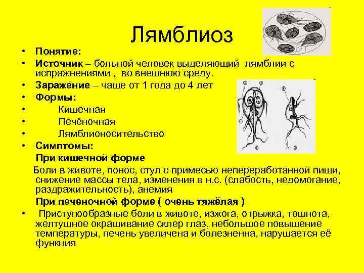Лямблия кишечная - как можно заразиться, симптомы, диагностика и лечение