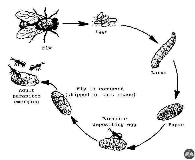 Развитие мухи, размножение и ее жизненный цикл