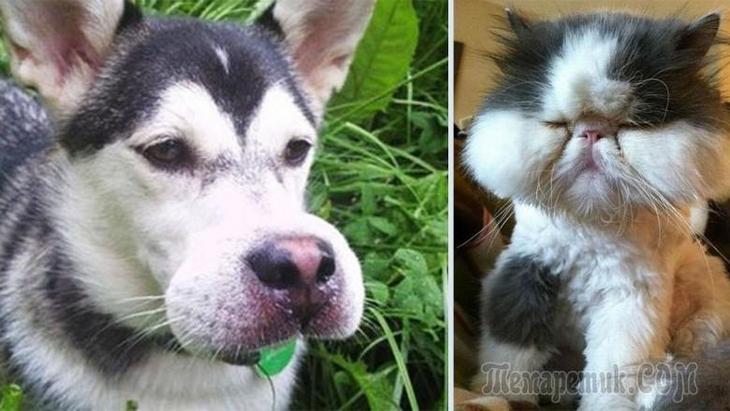 Кошку укусила пчела