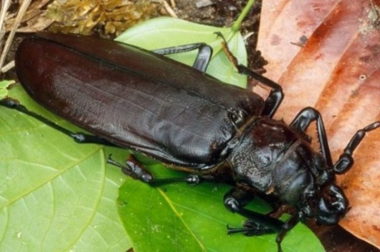 10 самых опасных насекомых в мире, с которыми лучше не встречаться никогда