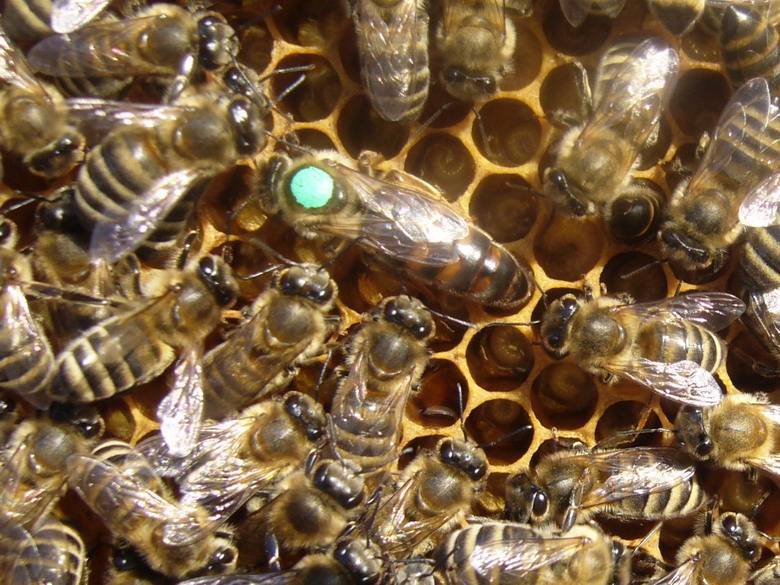 Породы пчел с фото и описанием: их характеристики и советы по выбору