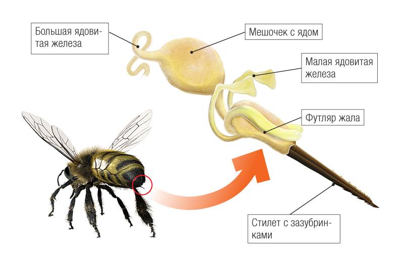 Почему гибнут пчёлы: основные причины и факторы, чем грозит вымирание, после укуса человека, советы пчеловодов