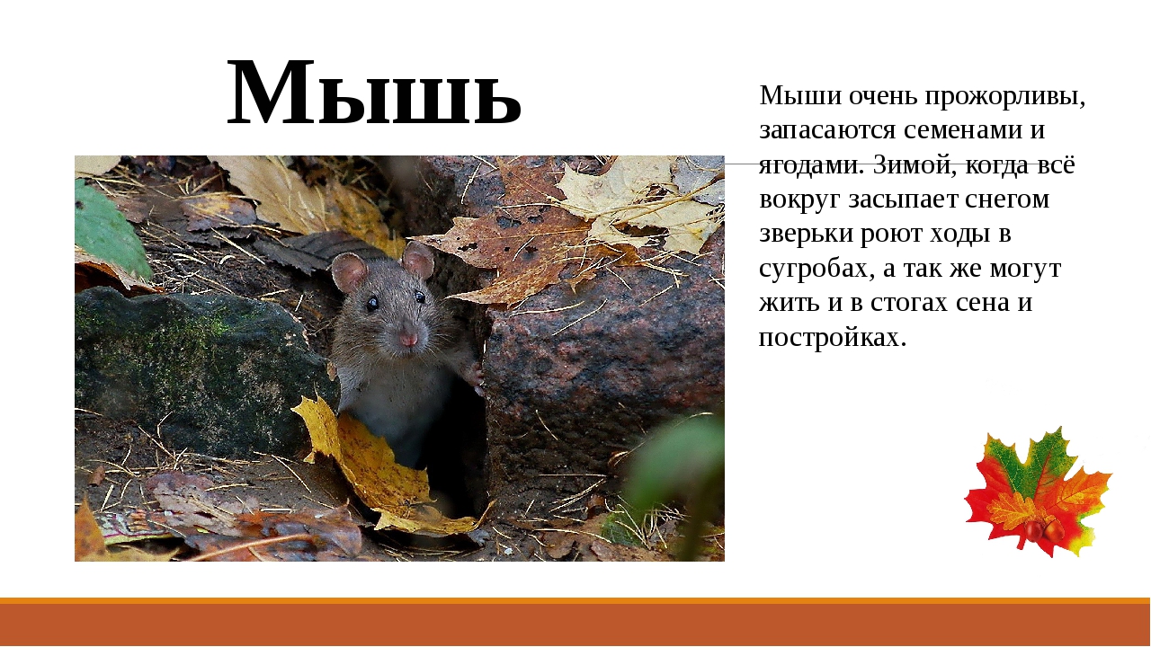 Где зимуют летучие мыши и как они это делают русский фермер