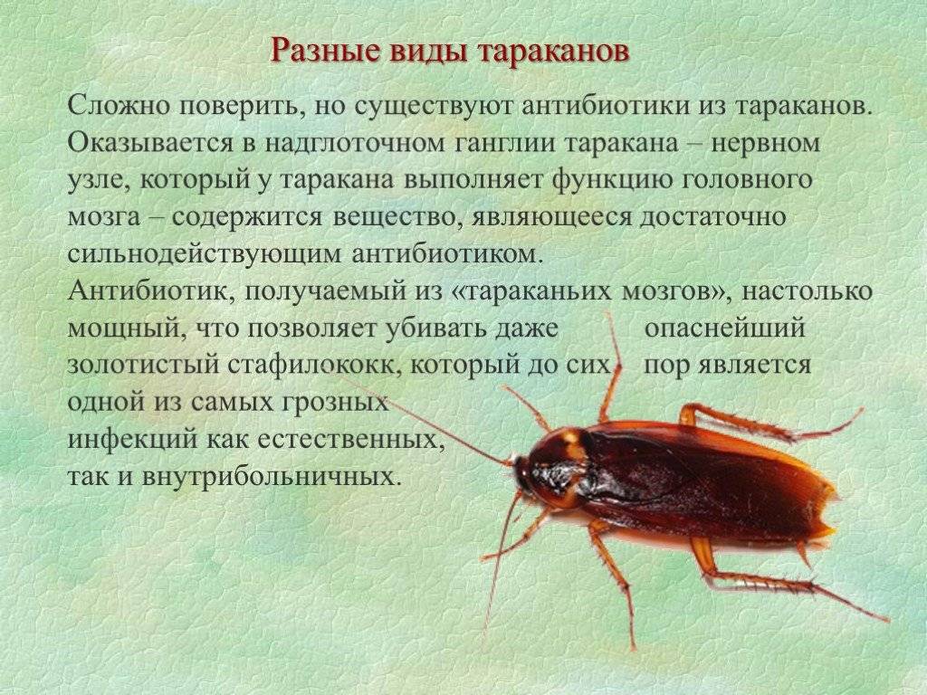 Тараканы: почему их называют стасиками, и другие интересные факты из их жизни