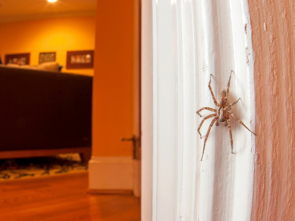 Как бороться с пауками в доме