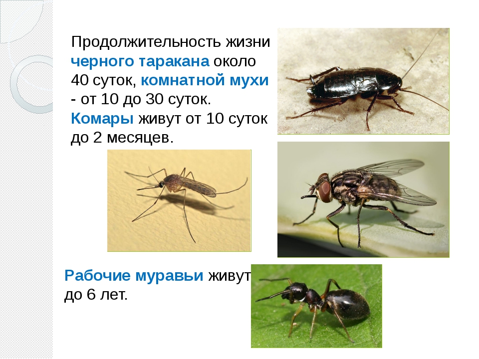 Сколько живет обыкновенная в квартире. Продолжительность жизни комара. Продолжительность жизни комара обыкновенного. Продолжительность жизни комнатной мухи. Длительность жизни насекомых.