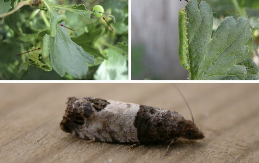 Вредители крыжовника и борьба с ними: фото, как избавиться от гусениц, вызывающих болезни растения